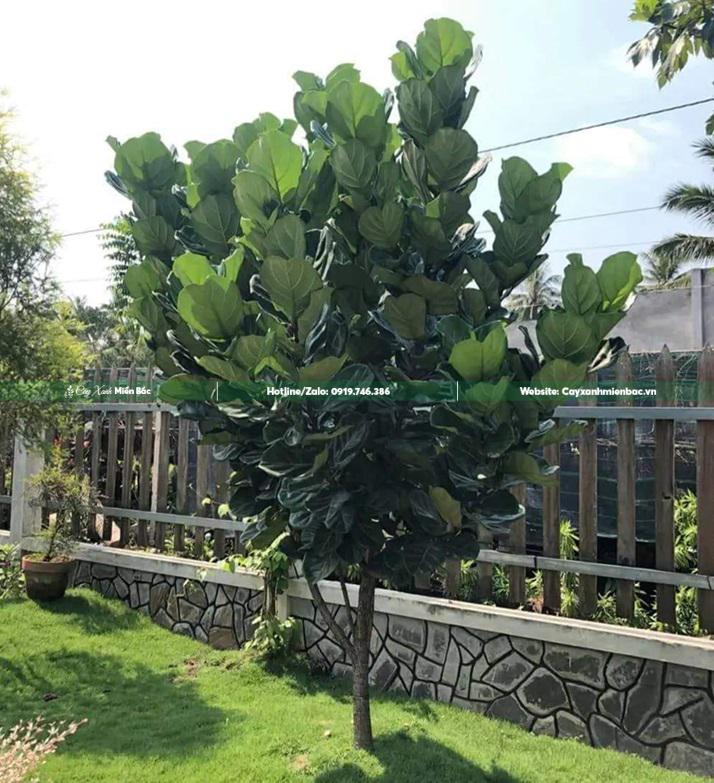 cây bàng singapore trồng ngoài trời